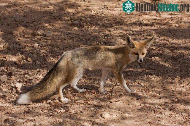 Cáo Rüppell sống trên những bãi cát nóng của sa mạc Lut, Iran. (Ảnh: Alamy.)