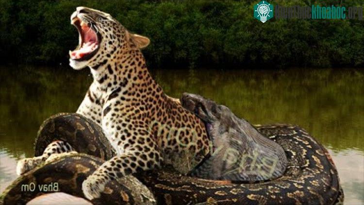 Anaconda cũng có thể giết chết báo đốm.