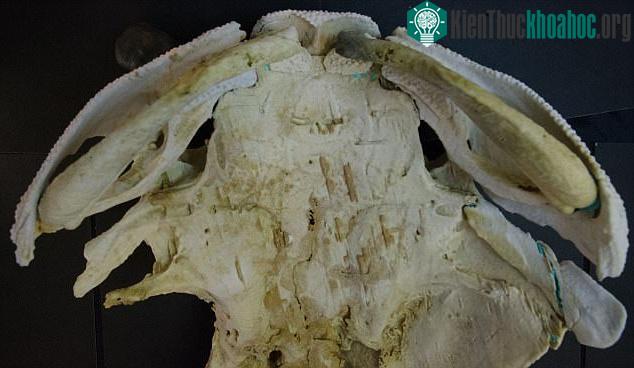 Bản in 3D của mẫu hóa thạch cá ở hồ Burrinjuck nhìn từ phía bụng.