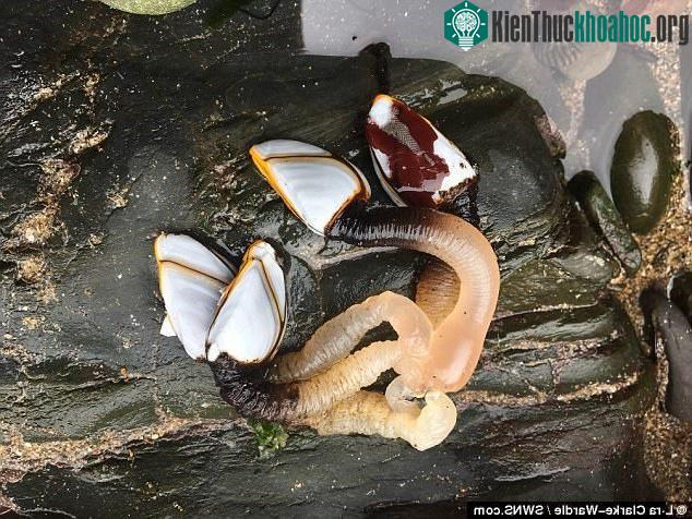 Giống hàu này thuộc loài giáp xác.