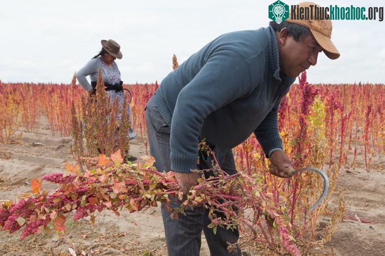 Tại Bolivia, hạt quinoa được ưu ái đặt cho cái tên mẹ của các loạt hạt.