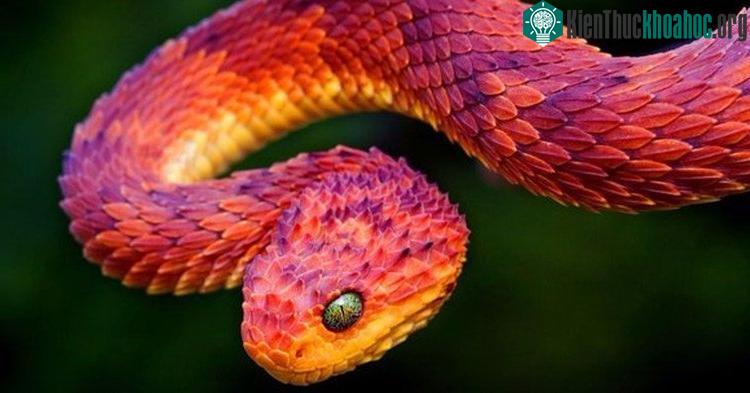Rắn vảy sừng thường lẩn trốn rất kĩ, tránh né người nên hầu như tài liệu về loài vật này chưa có nhiều.