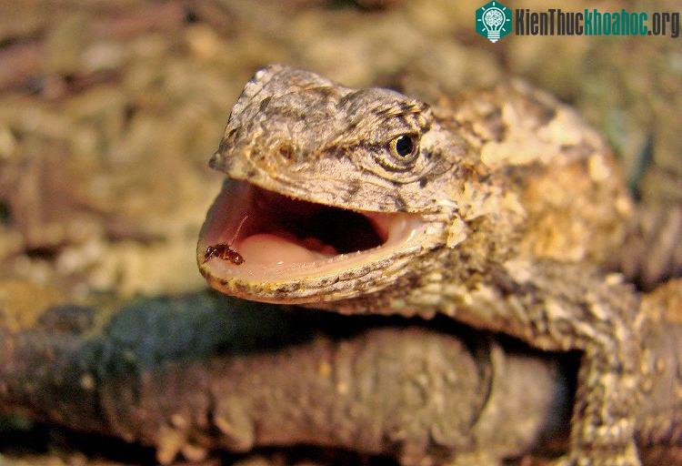 Thằn lằn há miệng để giúp cơ thể bớt nóng. (Ảnh: The Lizard Log).