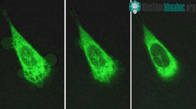 Tế bào đục thủng màng tế bào và tận diệt các tế bào chứa protein được chỉ định.