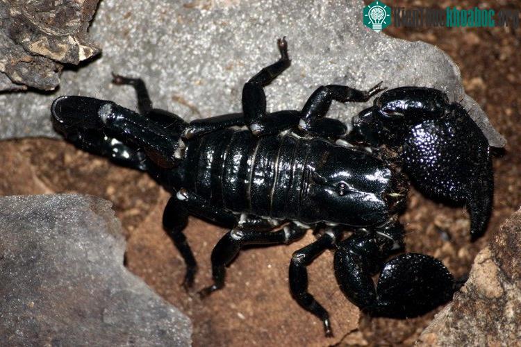 Nọc độc của loài bò cạp Hoàng đế châu Phi (Pandinus imperator) có khả năng chữa dứt bệnh suy tim ở người.