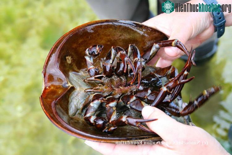 Trải qua 400 triệu năm, chúng vẫn giữ nguyên đặc điểm, kích cỡ và hình dạng vốn có từ thuở xưa.