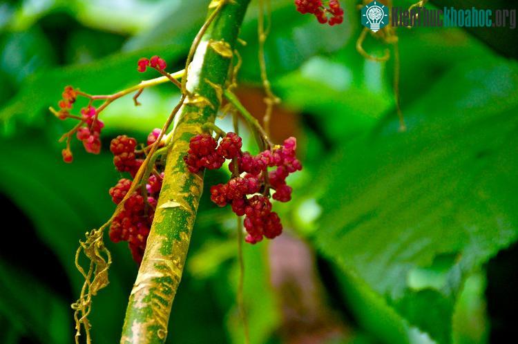 Quả của Gympie-gympie khá bắt mắt, có vị ngon ngọt.