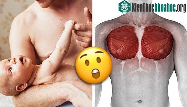 Nam giới cũng có những tuyến có thể sản xuất sữa, nhưng đây lại là dấu hiệu cho 1 sự bất thường.