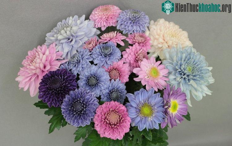 Hoa cúc màu xanh lam, xanh tím thì không được lai tạo dễ dàng