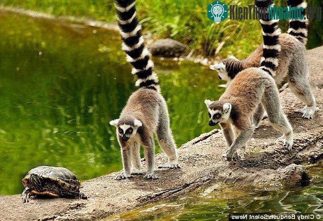 Ngày có trăng tròn, vượn cáo sẽ di chuyển xa hơn khỏi nơi trú ngụ của mình.