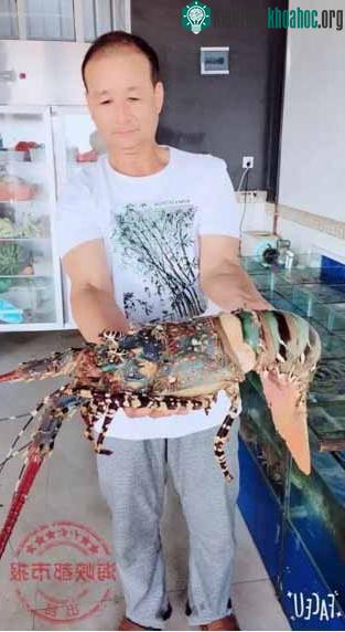 Ông Quách hiện chưa biết phải làm gì với con tôm hùm khổng lồ này.
