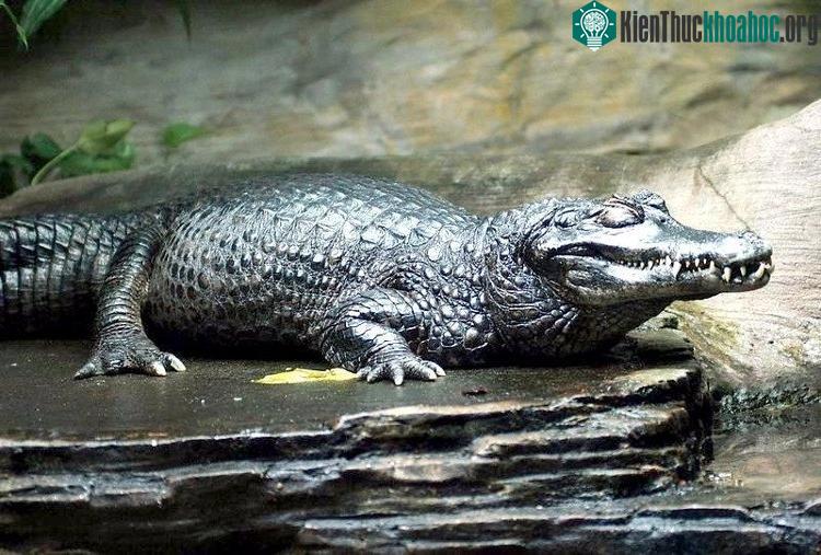Cá sấu Caiman đen.