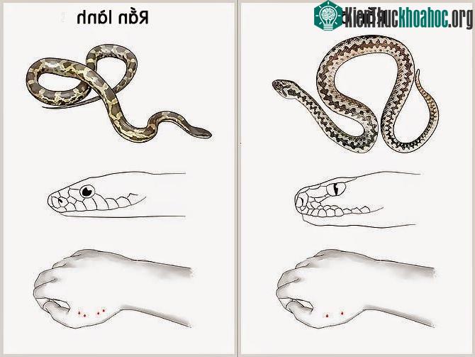 Nếu là rắn độc thì nhất định có một vết răng hoặc hai vết răng của răng độc.