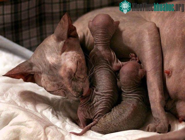 Việc chăm sóc mèo Sphynx cũng tiêu tốn khá nhiều tiền của.