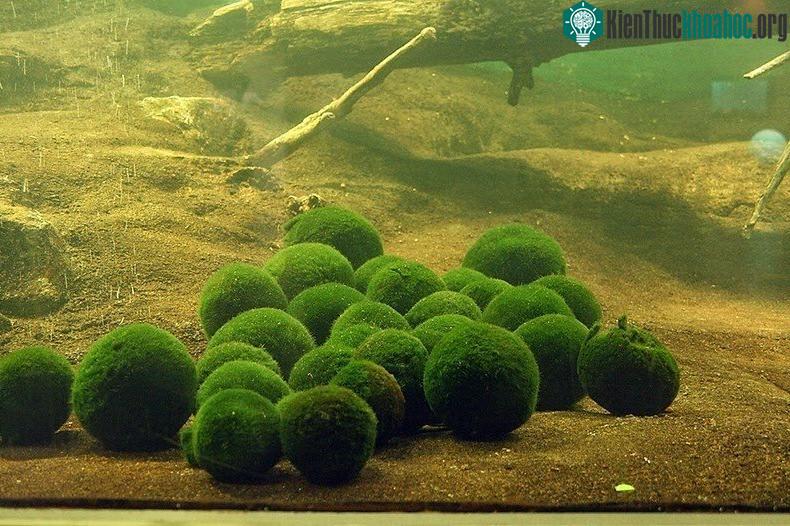 Marimo sinh trưởng dưới đáy hồ, nơi có nhiệt độ dao động từ 13-35 độ C