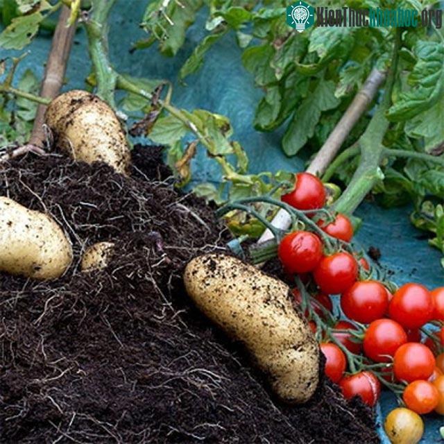 Đây không phải loài cây biến đổi gene, mà được tạo ra nhờ quá trình cấy ghép.