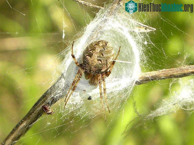 Nhện Araneidae hoạt động dựa vào ánh sáng Mặt trời.
