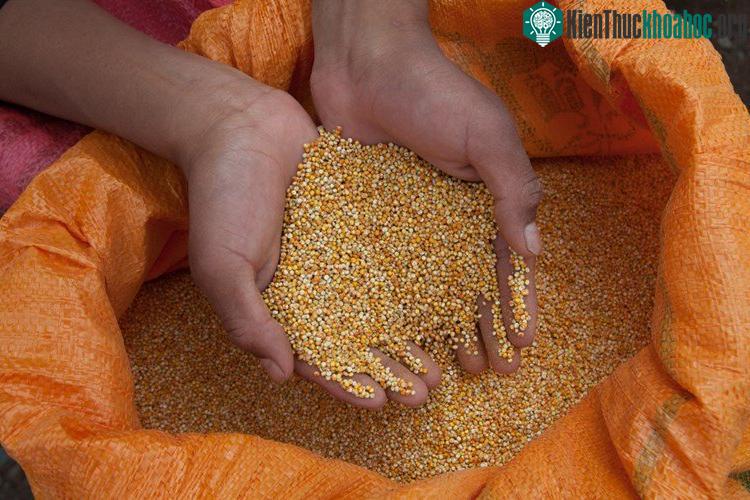 Sau khi thu hoạch, cây diêm mạch sẽ được sấy trong 3-4 tuần.