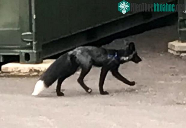 Theo truyền thuyết, cáo đen mang lại sự không may mắn.