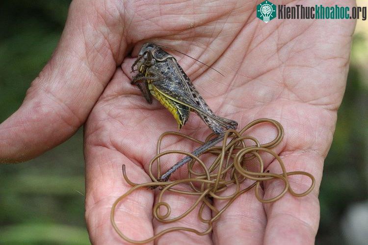 Sau khi xâm nhập vào vật chủ, giun con sẽ lớn lên trong cơ thể vật chủ.