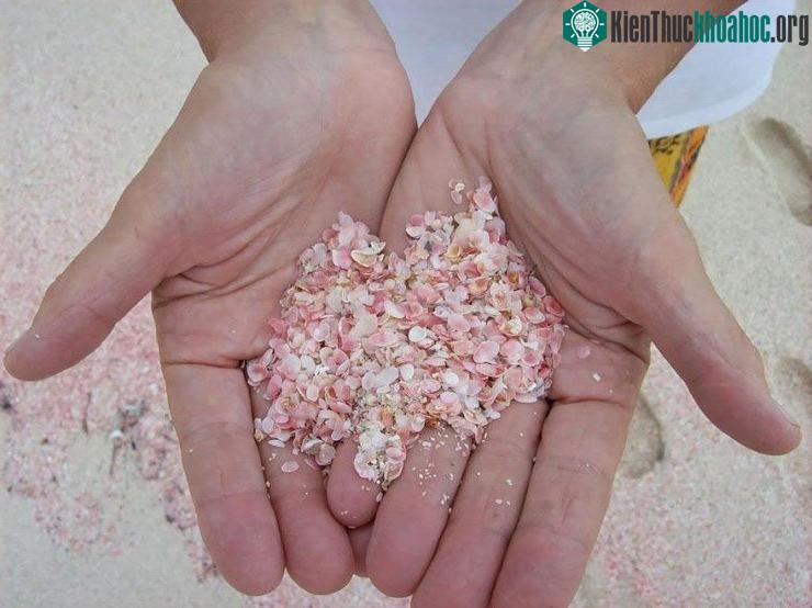 Những động vật cực nhỏ với vỏ hồng sáng tạo màu cho nền cát.