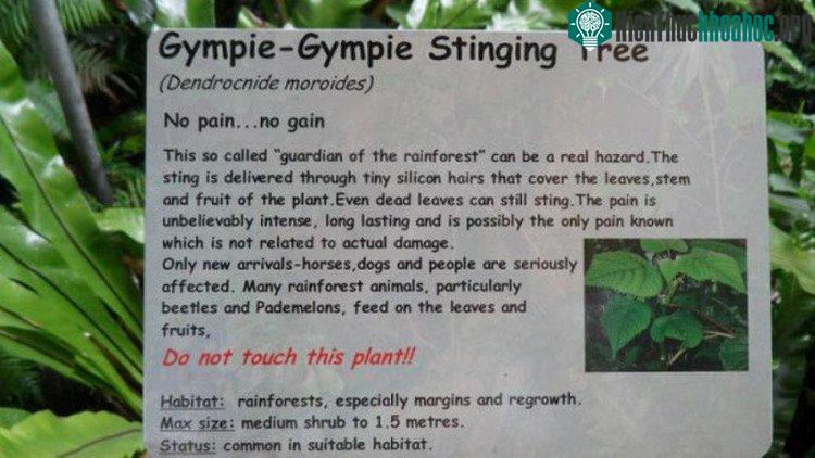 Biển cảnh báo sự nguy hiểm của loài cây Gympie-gympie.