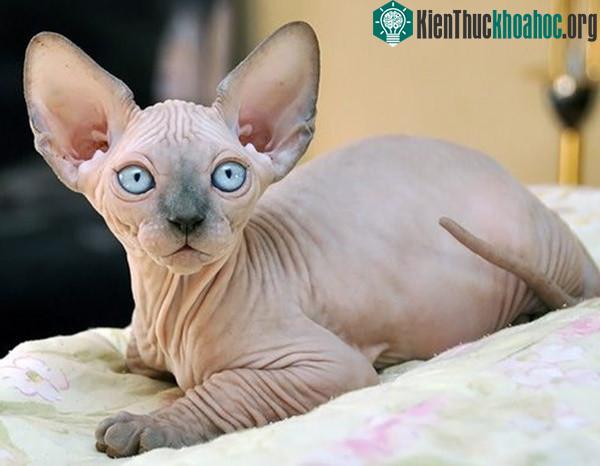Khả năng chịu lạnh của Sphynx cũng rất kém (vì làm gì có lông).
