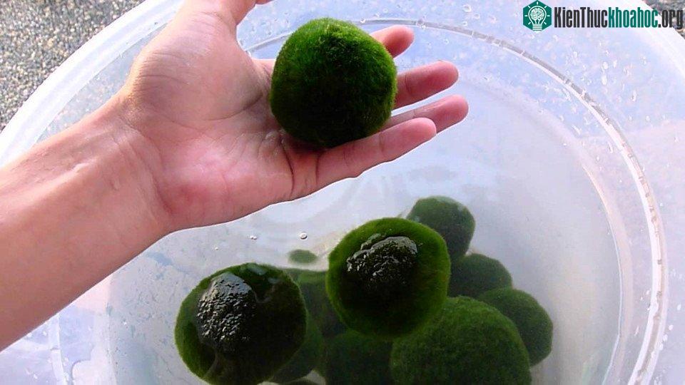 Ở Nhật Bản, marimo được người dân bảo vệ, coi là một vật mang lại may mắn
