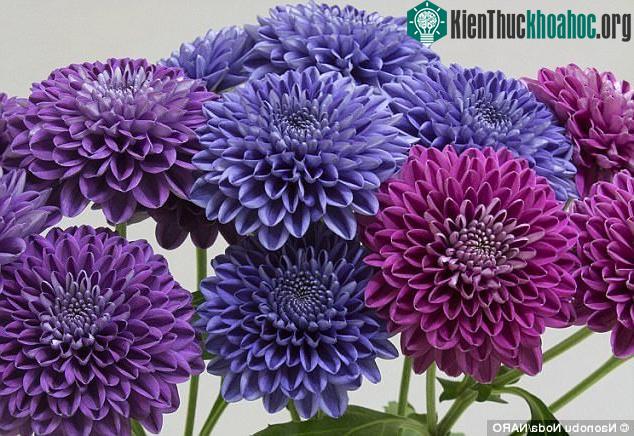 Do tác động của gene, các cánh hoa có màu xanh đậm nhạt khác nhau, không đồng đều