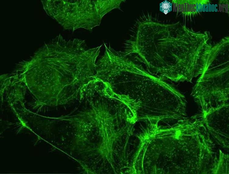 Nhiễm trùng với một số loại gây u nhú ở người (HPV) có liên quan đến các loại ung thư khác nhau.
