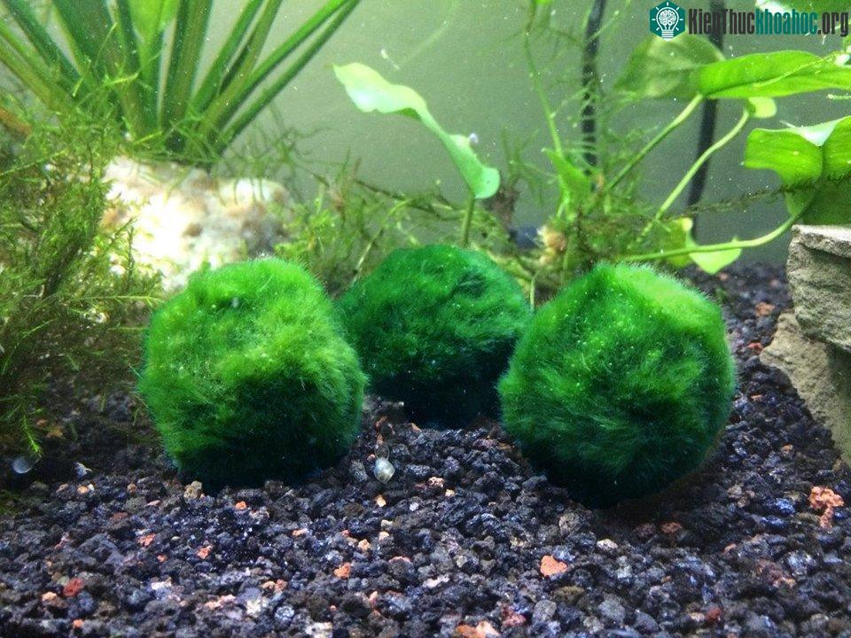 Hiện nay, những quả cầu marimo được bán trong các cửa hàng lưu niệm hoặc dùng để trang trí bể cá