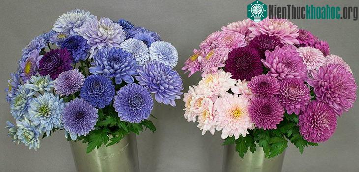 Đây thực sự là một bước đột phá khoa học rất thú vị.