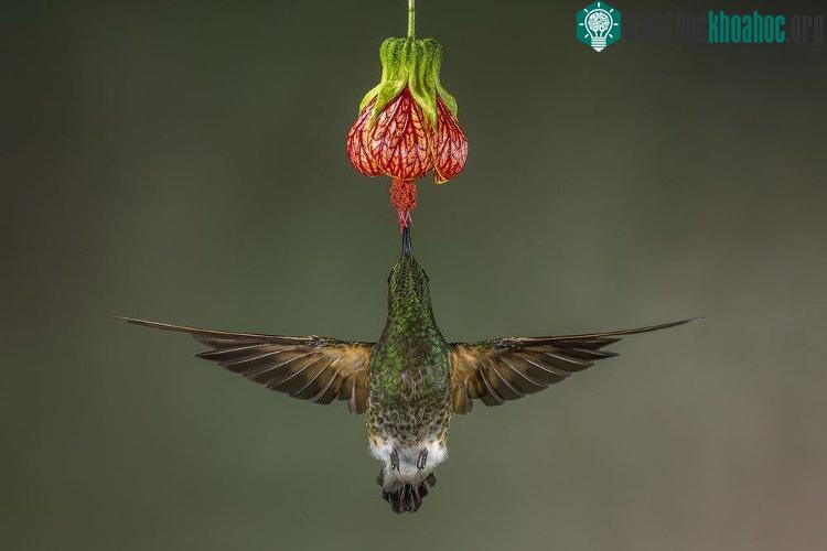 Buff Tailed Coronet, Ecuador