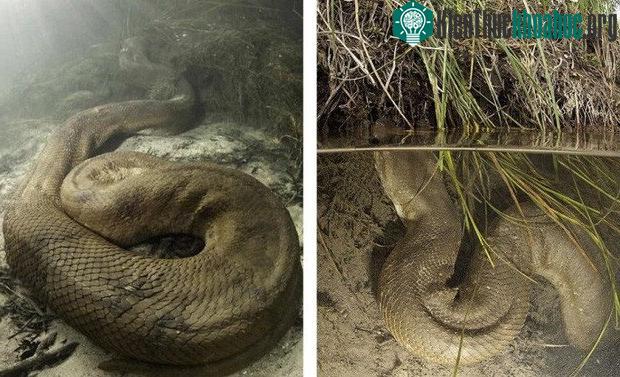 Đây là lần đầu tiên Banfi tiếp cận một con Anaconda ở khoảng cách gần như thế.