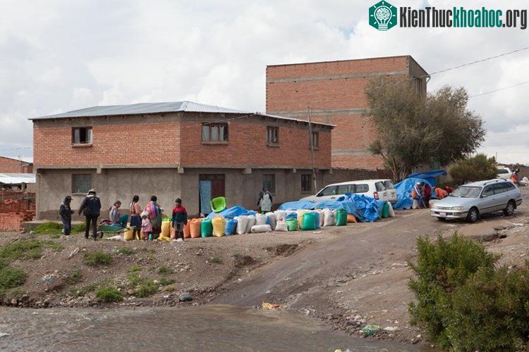 Sản lượng diêm mạch ở Bolivia và Peru đã từng chiếm tới 92% sản lượng quinoa toàn thế giới