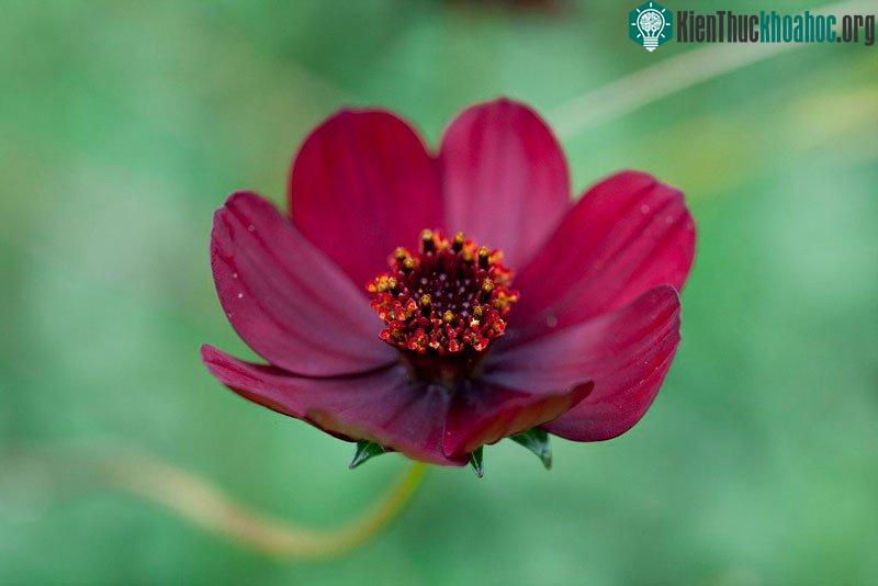 Hoa của nó thường nở vào mùa hè và có mùi thơm của mùi socola.