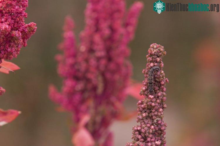 Sự thuần chủng của hạt quinoa đã giúp cho nền văn hoá Tiahuanaco và Incan thịnh vượng.