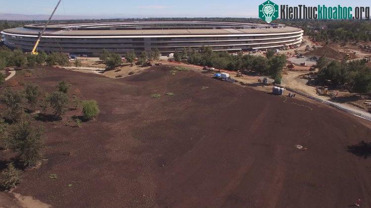Ý tưởng là, khi hoàn thành, Apple Park sẽ trông giống như một khu rừng tươi tốt hoặc công viên với nhiều cây cối ở Bắc California.