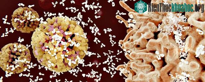 Tìm ra 1 kháng thể có khả năng tấn công 99% chủng HIV