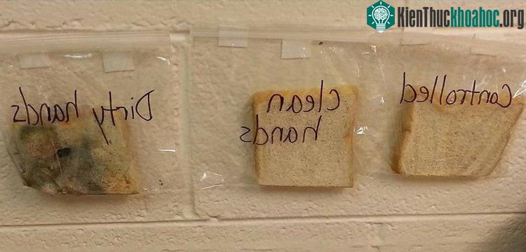 Thí nghiệm với 3 lát bánh mì.