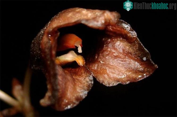 Hình ảnh trúc lan Gastrodia. (Ảnh: Jakarta Post).