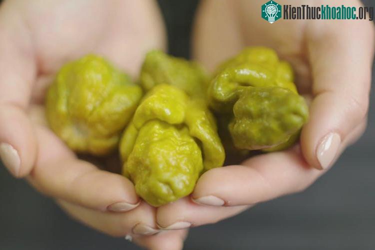 Những trái ớt Pepper X.