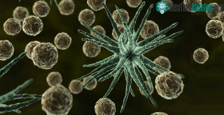 Chlamydia là bệnh lây truyền qua đường tình dục phổ biến nhất trên thế giới.