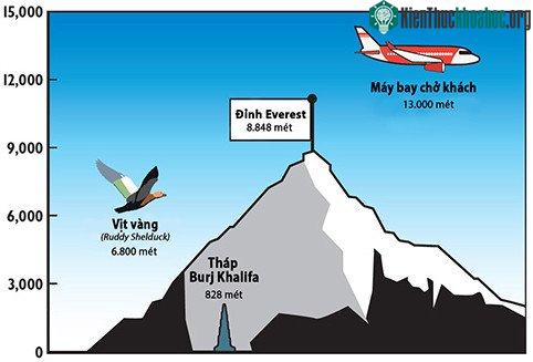 Vịt vàng phải bay vượt núi Himalaya vào mùa xuân để đến được vùng đất sinh sản của chúng. (Ảnh: Phys).