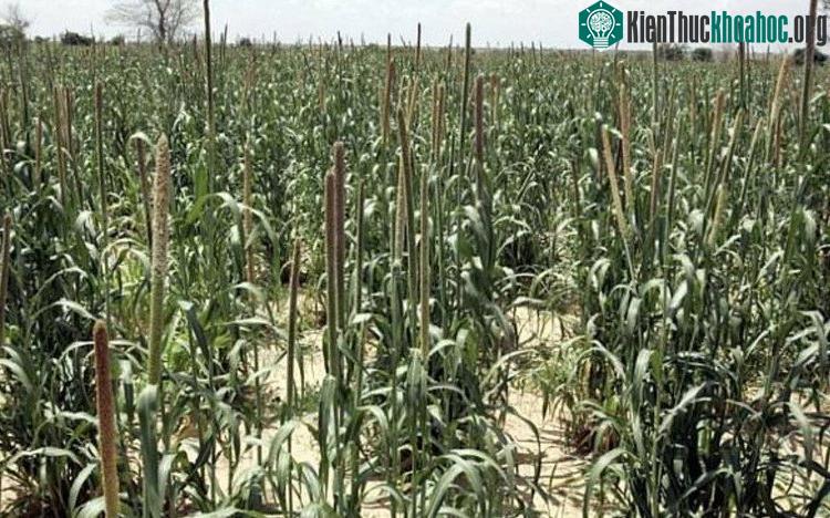 Fonio là một loại hạt kê được trồng chủ yếu ở Châu Phi.