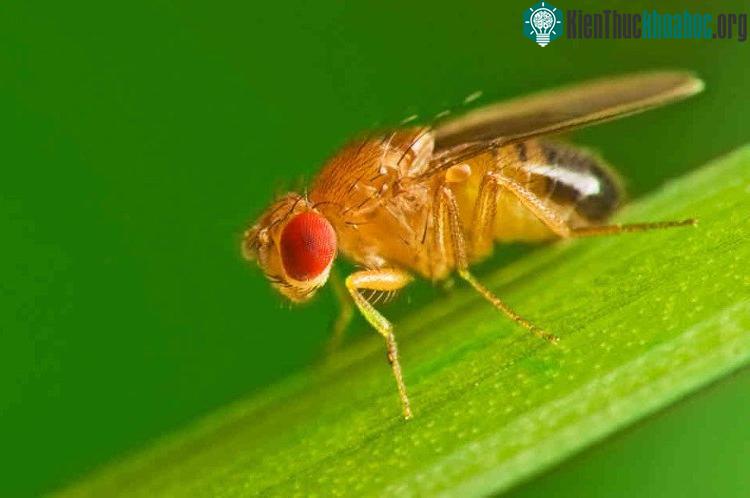 Ruồi giấm cái là một trong những sinh vật