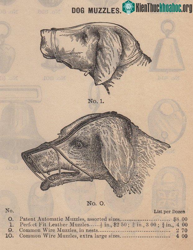 Vào thập niên 1900, những chiếc rọ mõm mới xuất hiện.