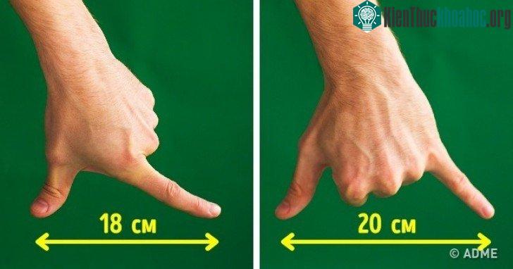 Khoảng cách trung bình giữa đầu ngón cái và ngón trỏ là 18cm, còn tới ngón út là 20cm.