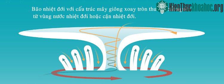 Bão nhiệt đới bắt nguồn từ vùng nước nhiệt đới hoặc cận nhiệt đới.
