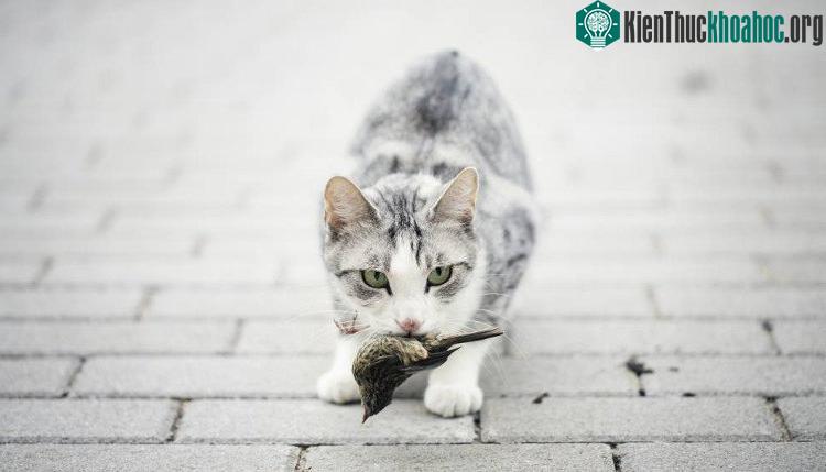 Mèo giết hơn một triệu con chim mỗi ngày ở Australia. (Ảnh: Guardian).